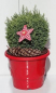 Preview: Chamaecyparis lawsoniana Sn